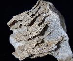 Acroycathus foliformis ORBIGNY 1849 - Bild © FossNet FossilienStore